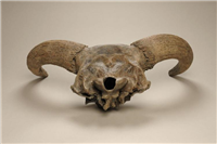 Aurochs skull (Bos primigenius). This is the top of a skull from an aurochs, a type of wild cattle. which was found in Cheltenham town centre. It probably dates from 2.5 to 3.5 million years ago, although the last known aurochs died in 1627.